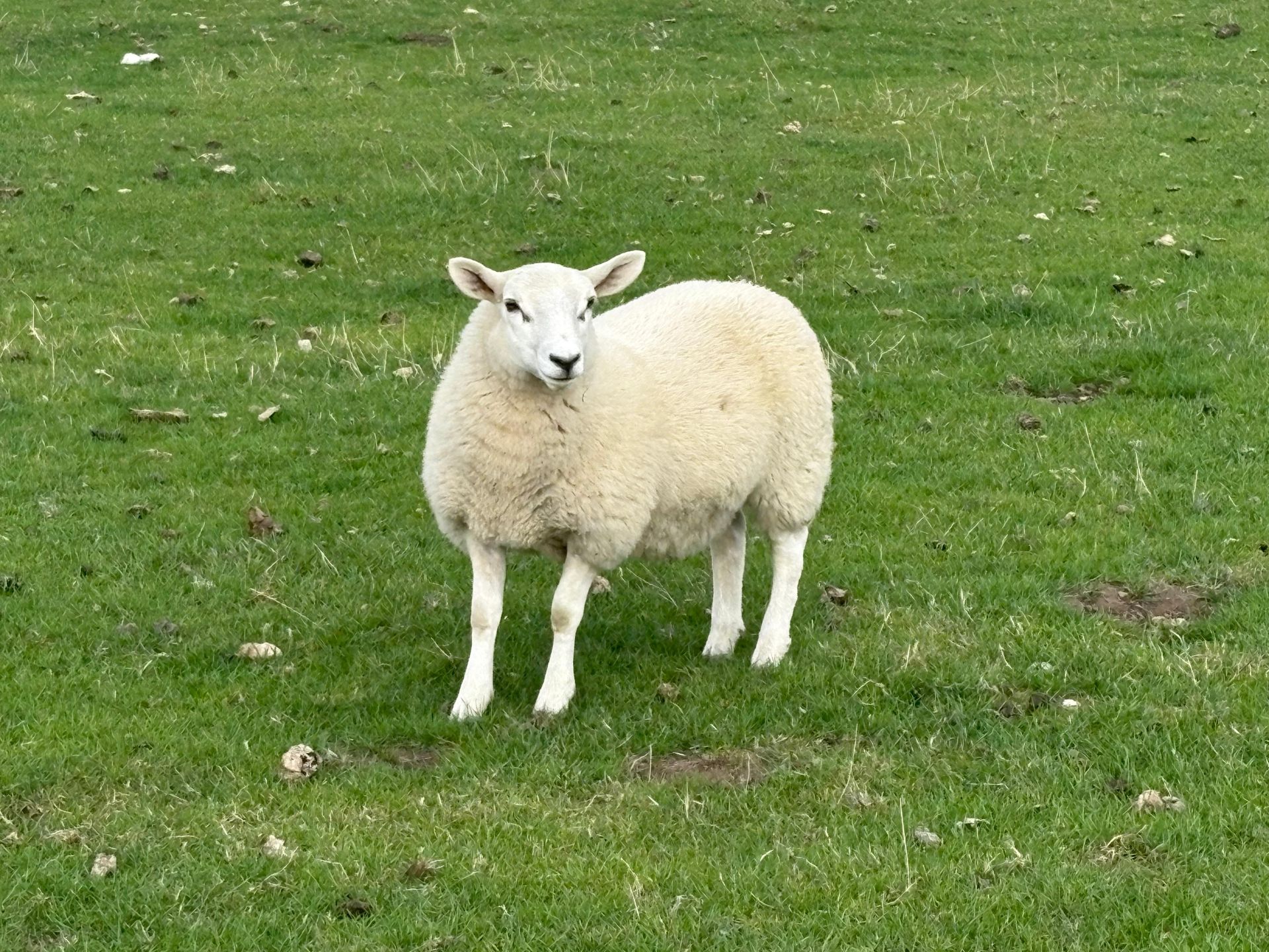 One of the many sheep that we will see as we walk around